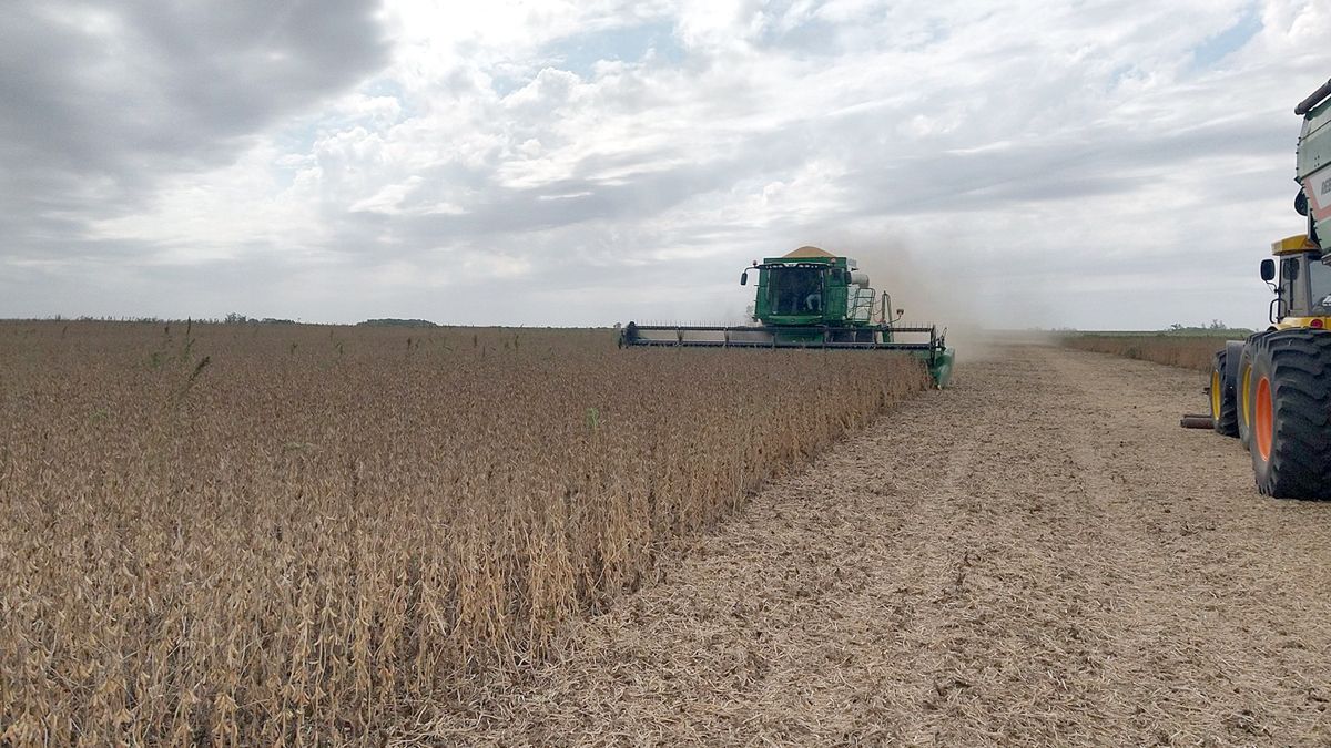 La soja en la provincia ya se terminó de cosechar según el último informe de la Bolsa de Cereales porteña.