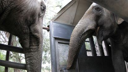 Es de Laboulaye y trasladó a las elefantas al santuario de Brasil