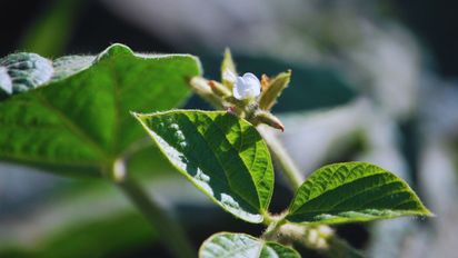 SoyVAR, la app del INTA que pone a un clic los cultivares de soja