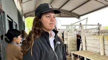 Bovinos en la Rural: 34 cabañas y 260 animales en el proceso de admisión veterinaria