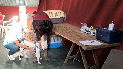 Se castraron más de 1.600 animales con el quirófano móvil en la región