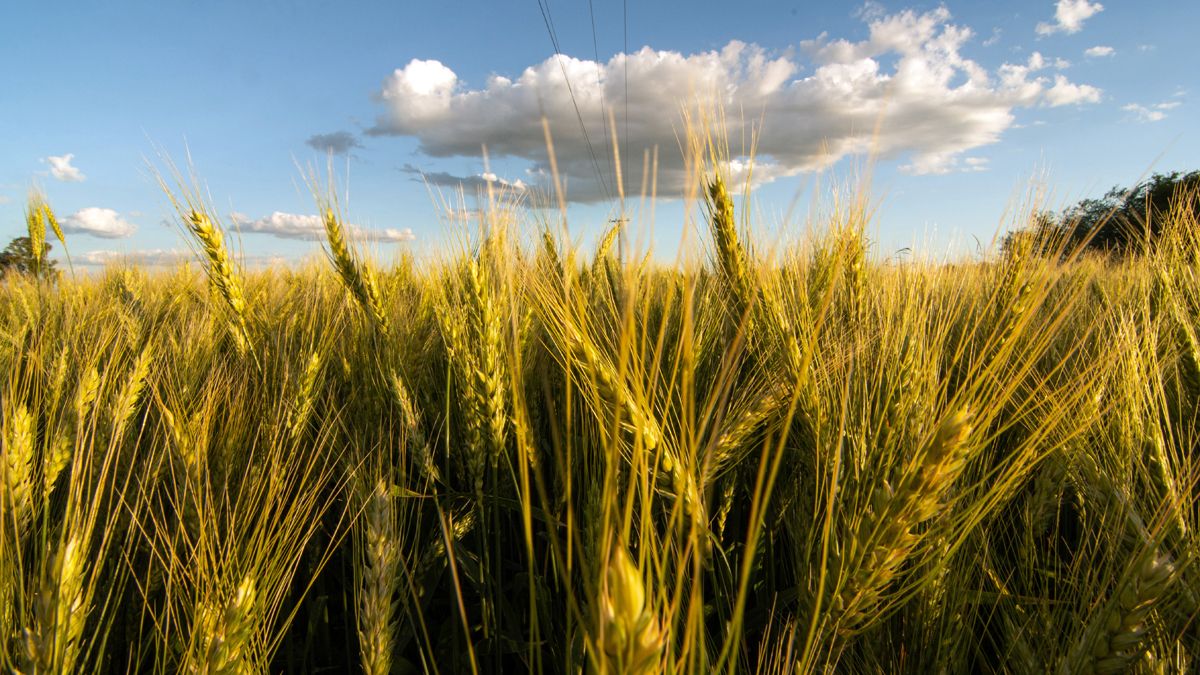 El trigo marca nuevo valor máximo de últimos 14 años, mientras la soja cotizó en baja