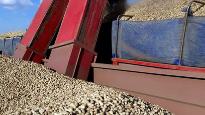 El maní perderá más de 182 mil toneladas por una