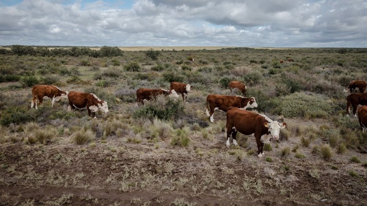 Las causas de esta caída en la cantidad de animales son variadas.