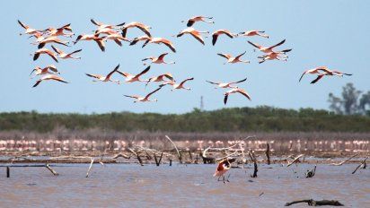 Aves migratorias clave para enlazar ecosistemas alrededor del mundo