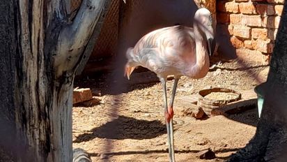 Secuestraron fauna silvestre en cautiverio en Hernando