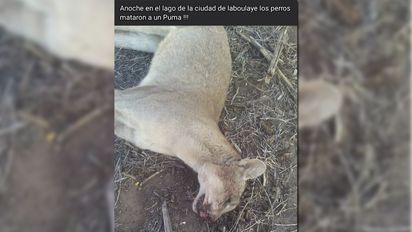 Laboulaye: indignación por la matanza de un puma en la localidad