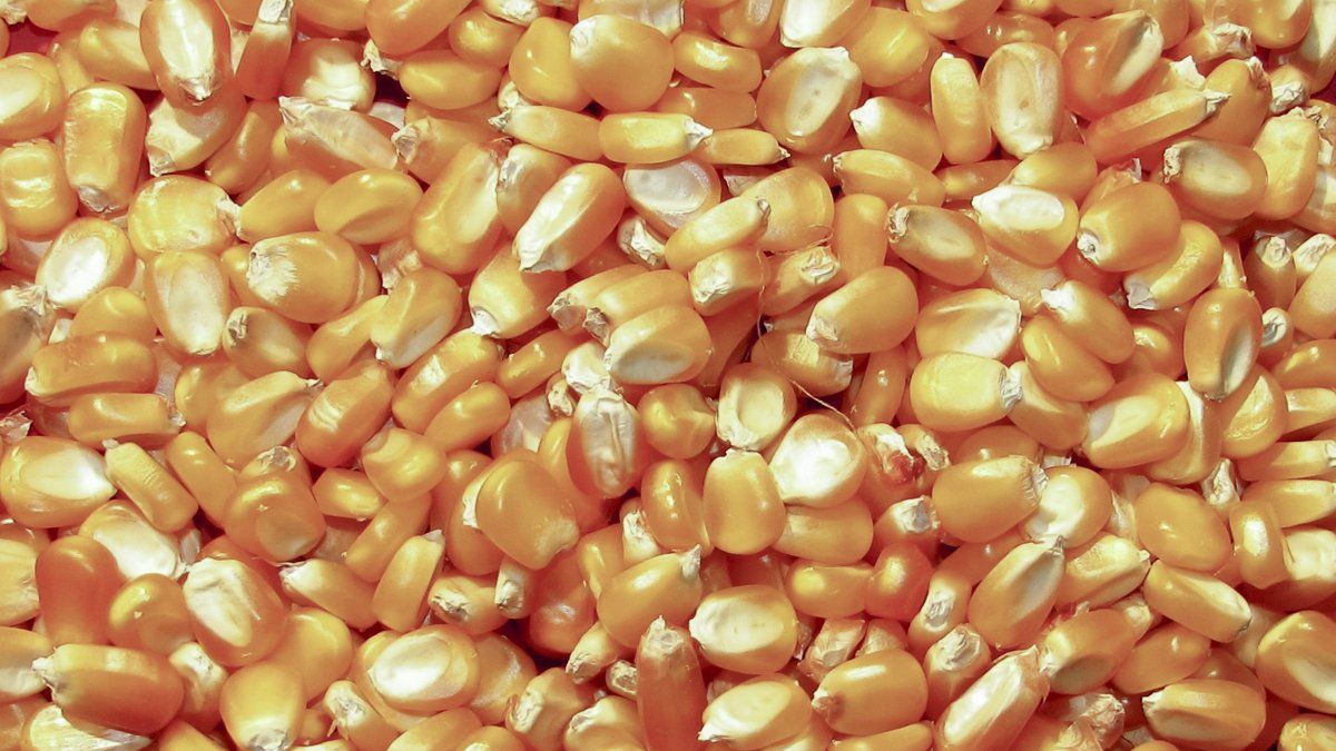 Críticas del agro a nuevos cupos para exportar maíz y trigo