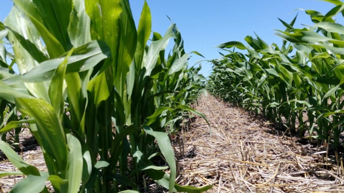 Desde INTA Paraná indicaron que dentro de los factores que condicionan el rendimiento del maíz