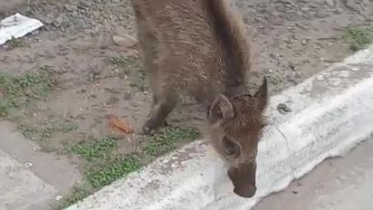 Una cría de jabalí deambulaba por las calles de Huinca y encendió  el debate sobre el mascotismo