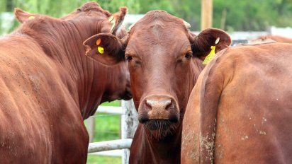 Rosgan: el cierre de exportaciones de carne no ha tenido los resultados esperados