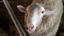 Pampinta, una de las razas más usadas para producir lácteos a base de leche de oveja. Una de las razas de triple uso del país.