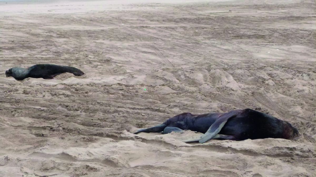 Murieron una decena de lobos marinos en Necochea
