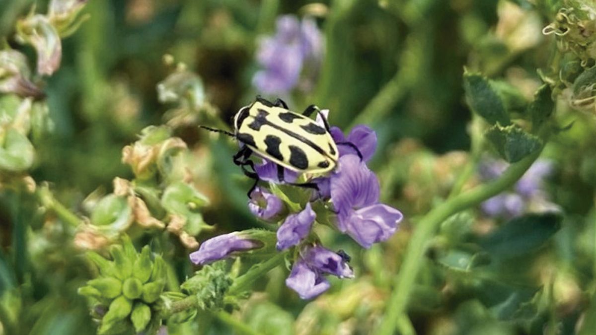 Las poblaciones más importantes del insecto se dieron en alfalfa florecida porque es un individuo que se alimenta de polen.
