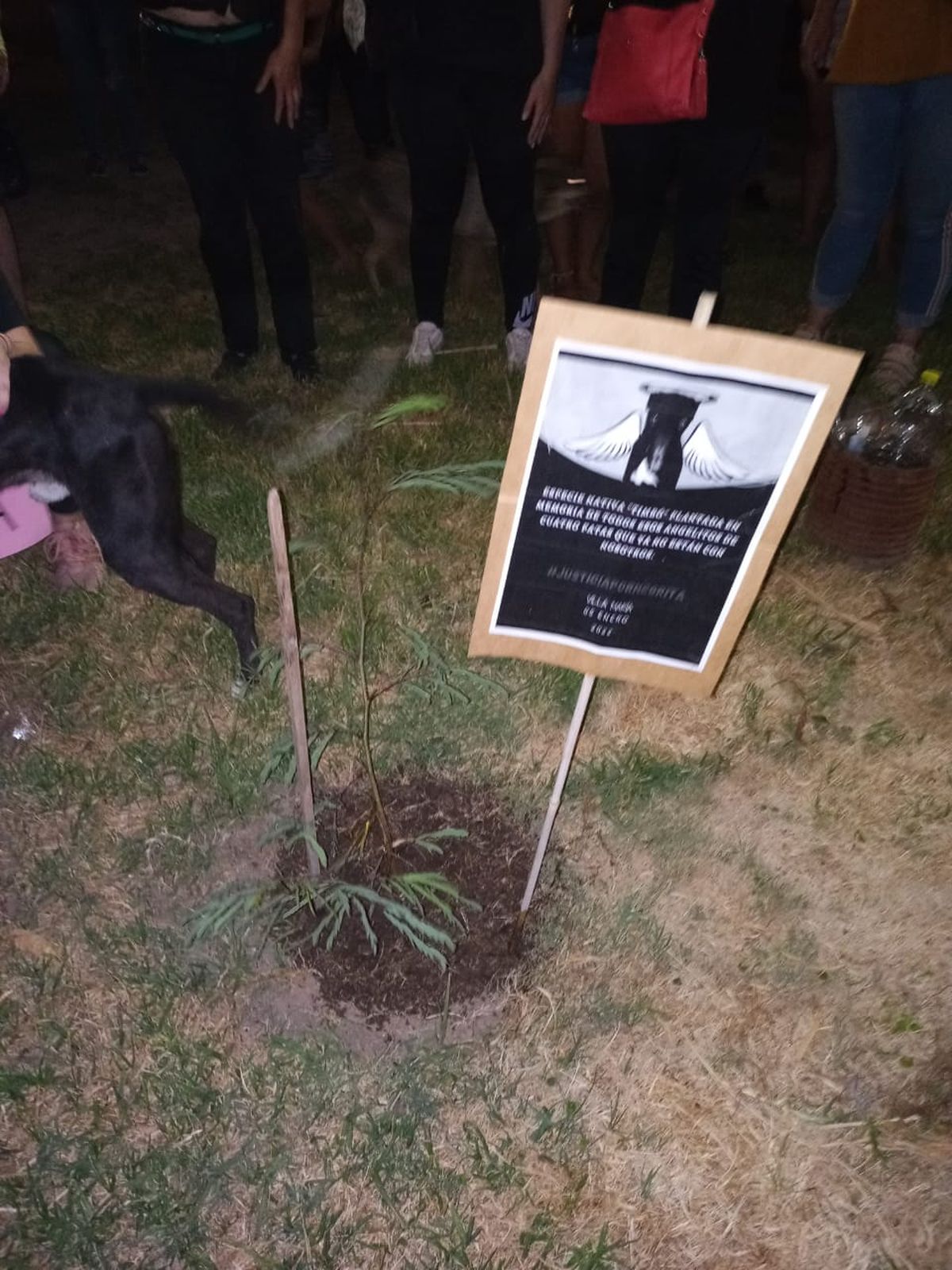El árbol que fue plantado en memoria de Negrita.