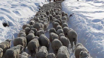 Nevadas: CRA reclamó un plan de asistencia para productores patagónicos
