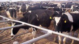 Lechería: admiten dificultades si  el precio no se recompone rápido