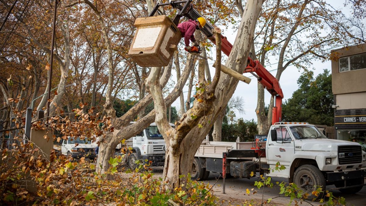 En Quírico Porreca realizaron parte de la poda en Banda Norte.