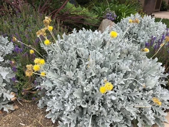 Flores que embellecen tu jardín en Primavera