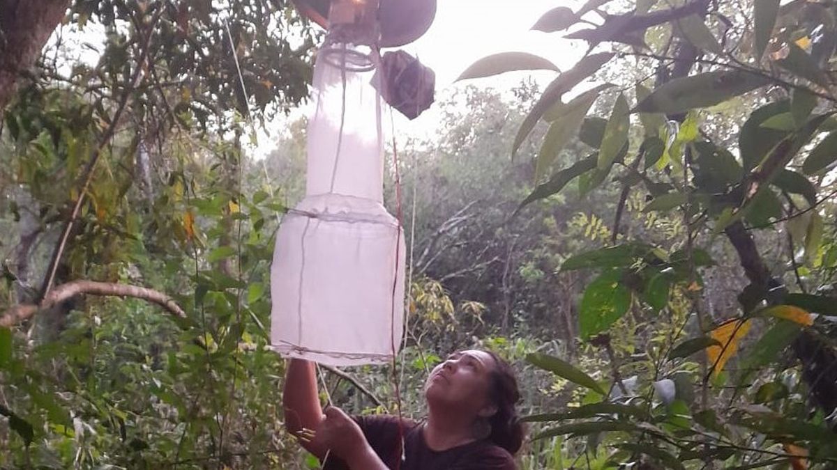 La becaria del Conicet Paola Castillo revisa una de las trampas para mosquitos del sistema de vigilancia de Misiones de la ReFeDeAr.