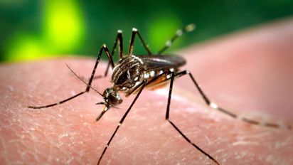 Tres casos de chikungunya en Córdoba; en Río Cuarto mantienen la vigilancia