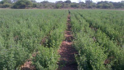 Alfalfa para suelos salinos