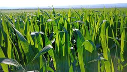 El maíz fue el cultivo con mayor superficie sembrada en último año en Río Cuarto.