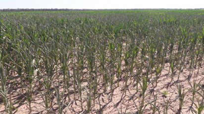 El departamento Río Cuarto perderá 280 millones de dólares por la sequía