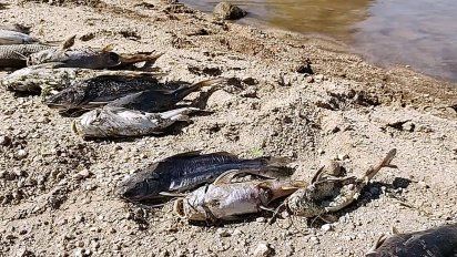 Preocupa la aparición de decenas de peces muertos en el río Cuarto