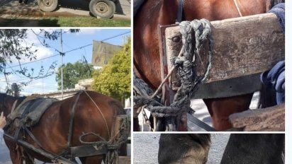 Proponen crear una oficina para denunciar situaciones de maltrato animal