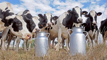 Tambos, en dificultad y lácteos, cada vez más caros