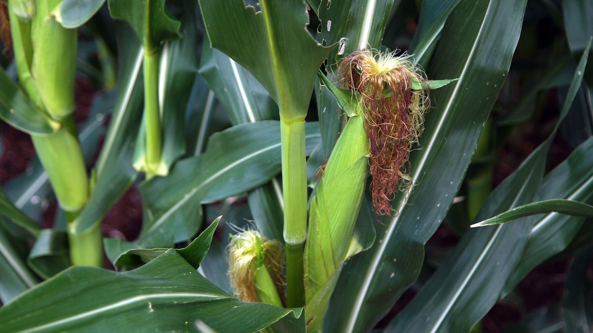 El maíz es el grano de mayor producción en Córdoba y la provincia es la principal productora de ese grano a nivel nacional.