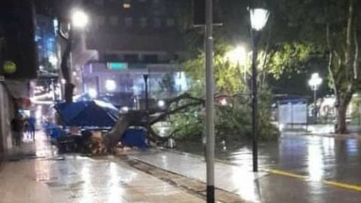 El árbol volteado por el viento en calle Buenos Aires