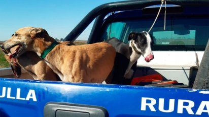 Secuestran 29 perros usados para caza
