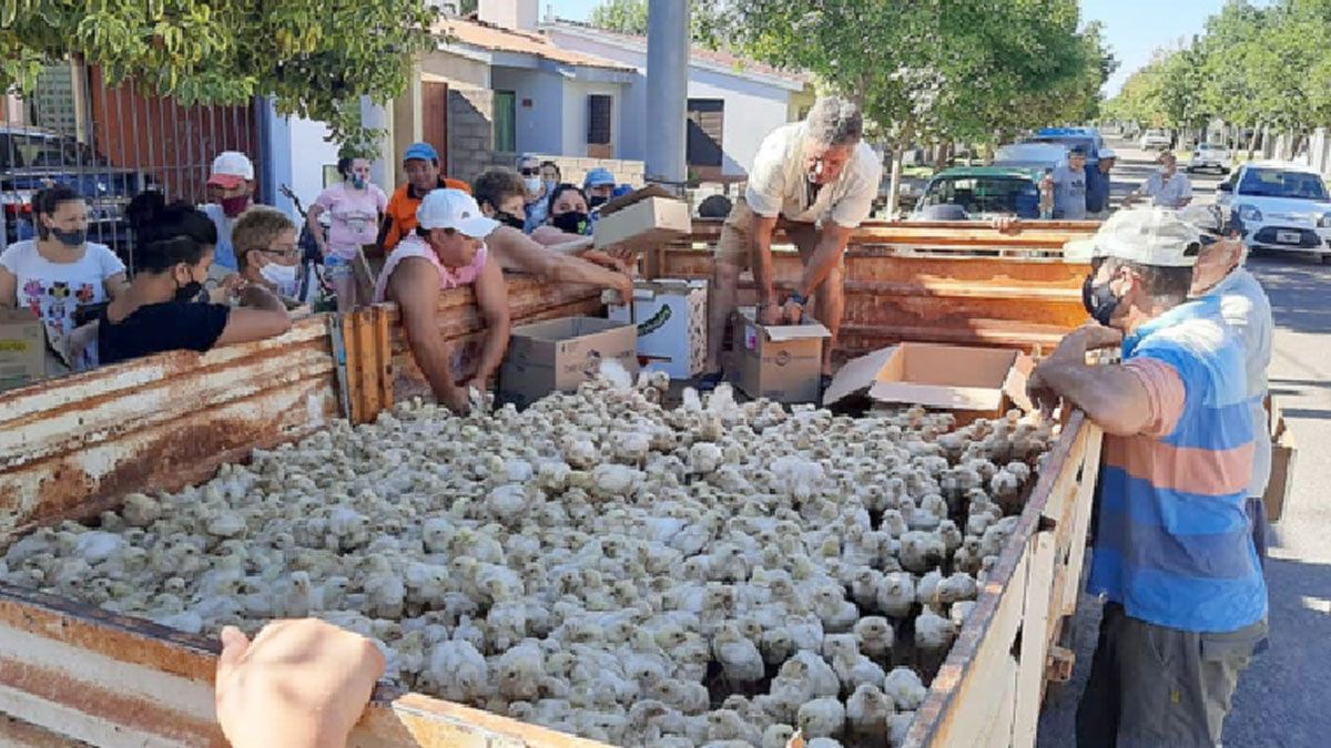 Productor de Adelia María decidió donar más de 10.000 pollitos