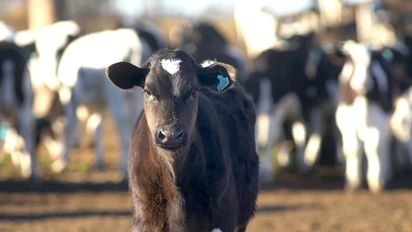 La lechería suma más producción y más exportaciones este año