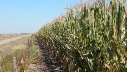 Nuevos métodos para obtener bioetanol de segunda generación