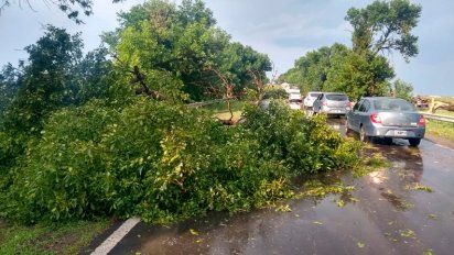Video: cayeron ramas durante la tormenta en un tramo de ruta 8