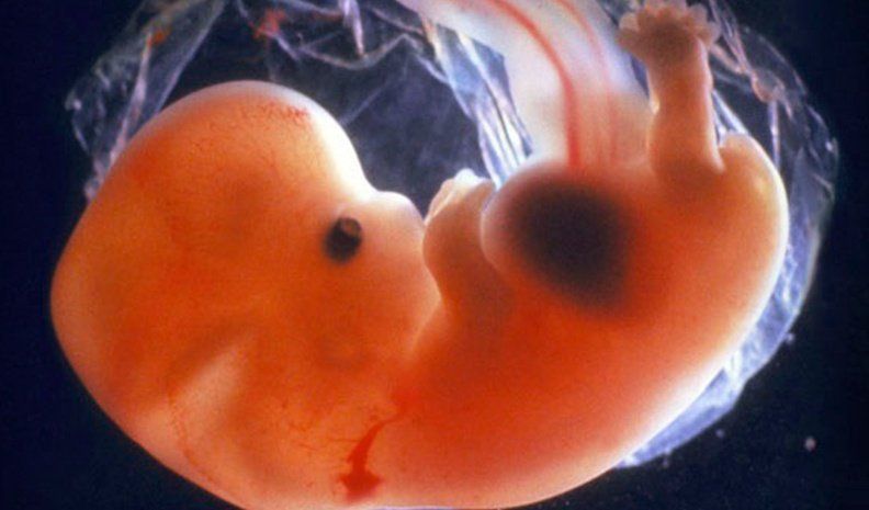 El status del embrión humano frente al aborto