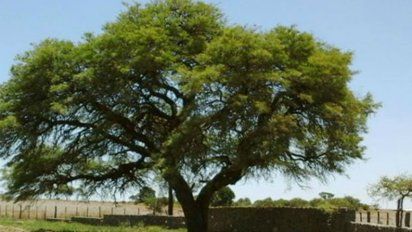 Agroforestal: hasta abril podrán presentarse declaraciones juradas