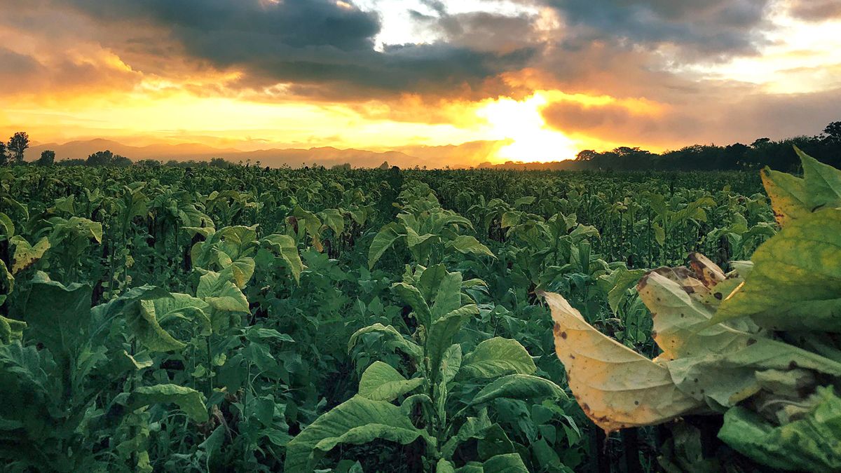 Tucumán nuclea a 1.500 productores minifundistas que cultivan tabaco en 4.500 hectáreas donde 80% de los productores tienen menos de tres hectáreas.