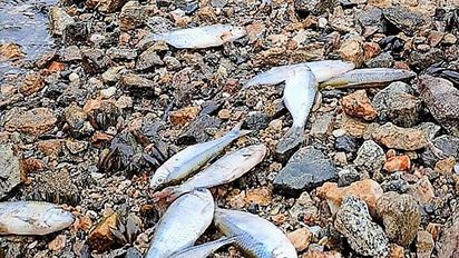 Estudio de la UNRC determinó la causa de la muerte de 720 mil peces en Los Molinos