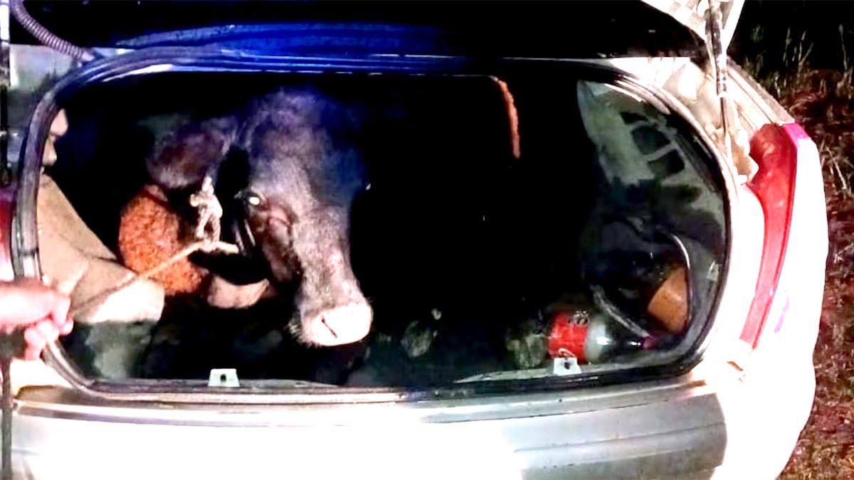 Mayúscula fue la sorpresa para la policía al encontrar un ternero vivo en el automóvil.