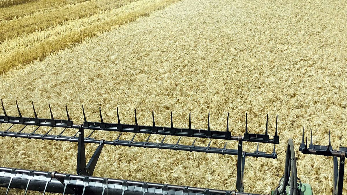 Los lotes de trigo ofrecen resultados extraordinarios en muchas zonas del país.