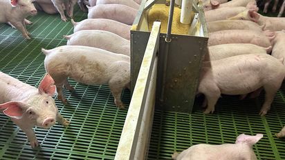 La rentabilidad porcina rebotó y cerró un primer trimestre muy positivo