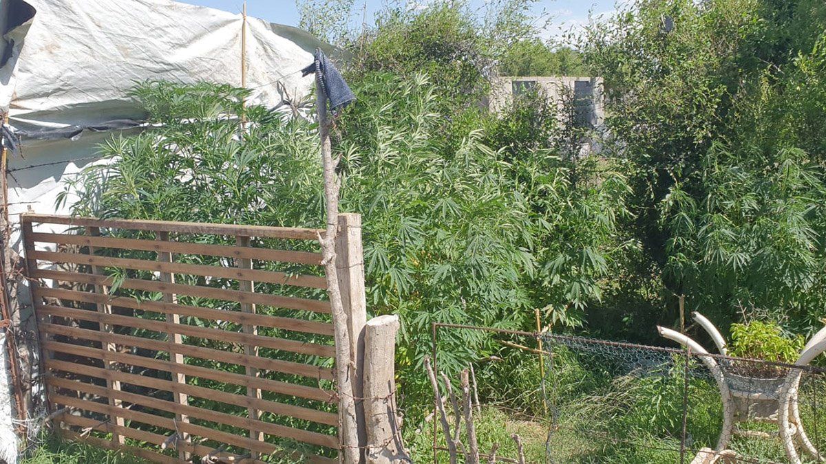 La plantación de marihuana estaba en el patio de la vivienda allanada.