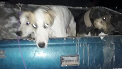Cazaban en la zona rural de Chaján y terminaron demorados