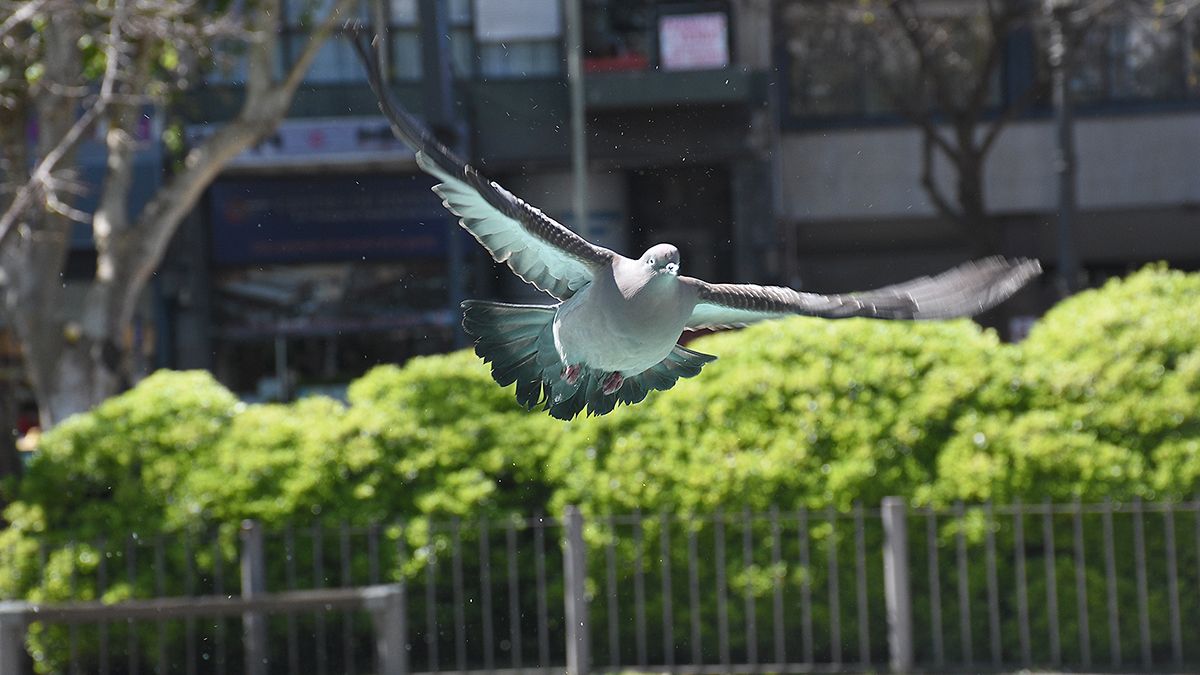 En la fuente de la plaza Roca