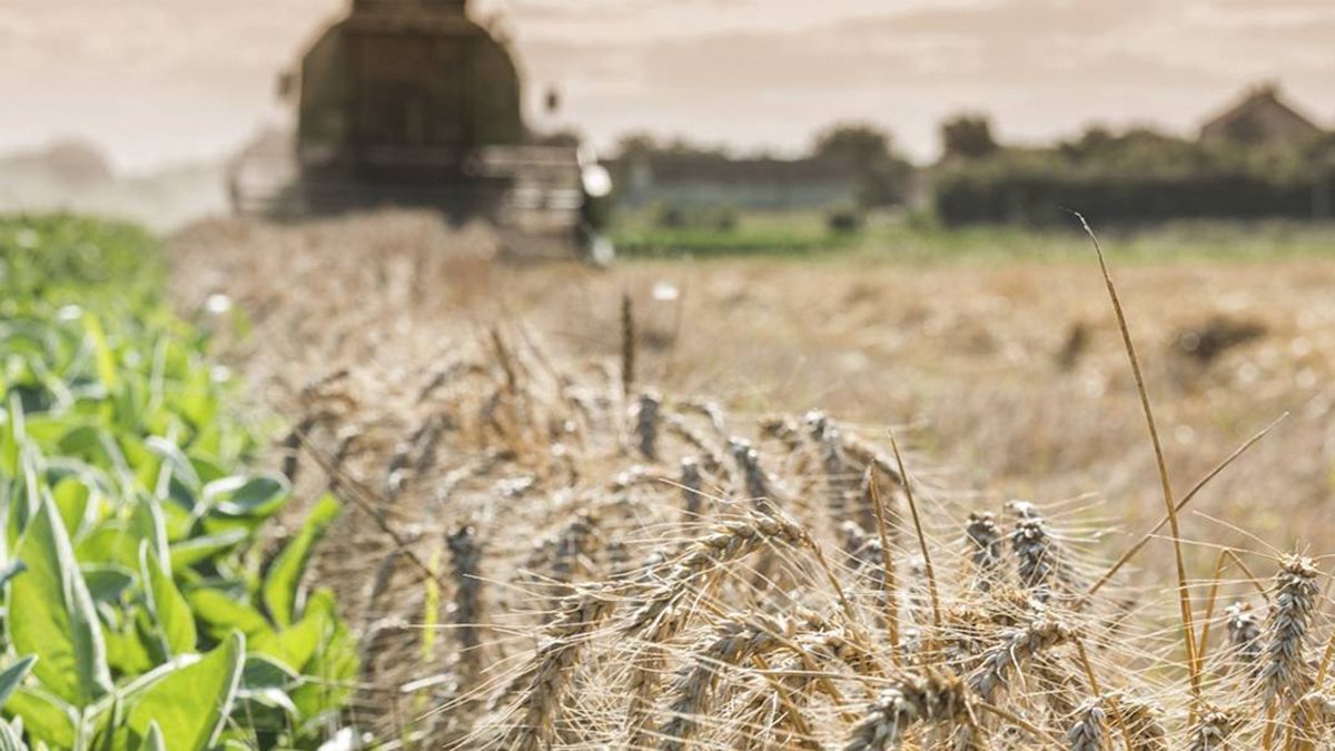 Las últimas lluvias mejoraron la perspectiva para el campo en la zona