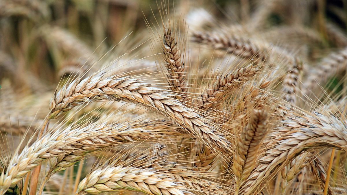 El precio del cereal se sobrepuso en el marco de una firme demanda mundial de trigo.